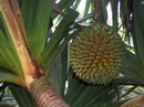 Pandanus utilis